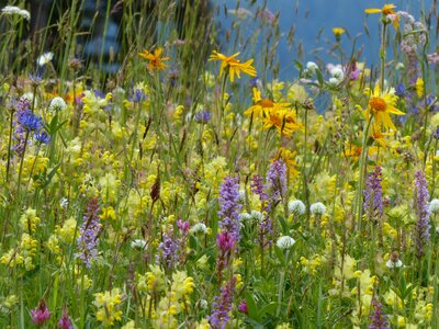 Flower meadow wild flowers orchid photo