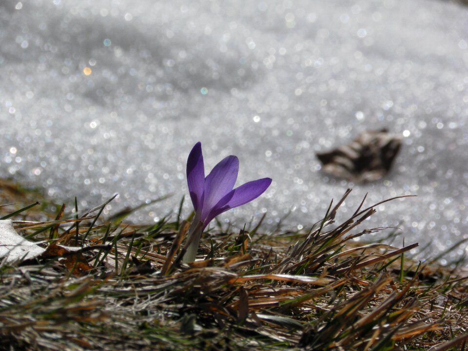 Flower snow grass