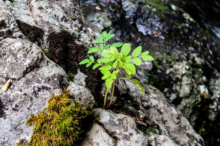 Green nature leaves photo