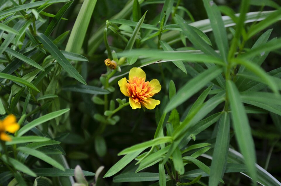 Yellow flower trinidad