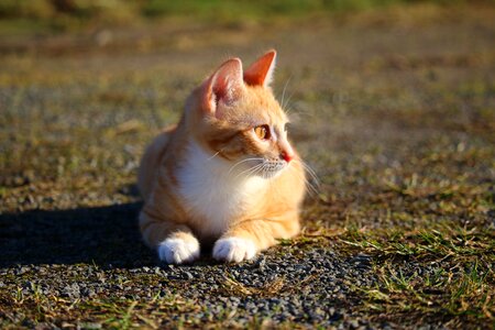 Red cat young cat cat baby