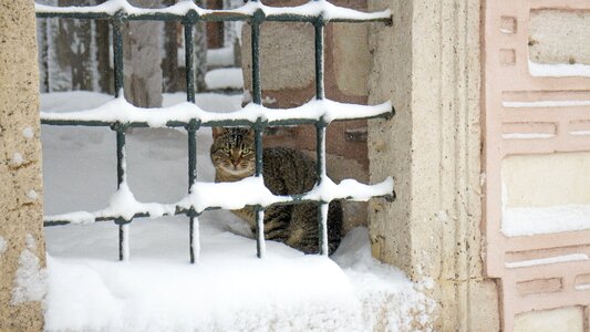 Cat railing snow