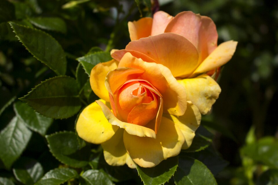 Rose blooms garden garden rose