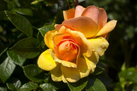 Rose blooms garden garden rose photo