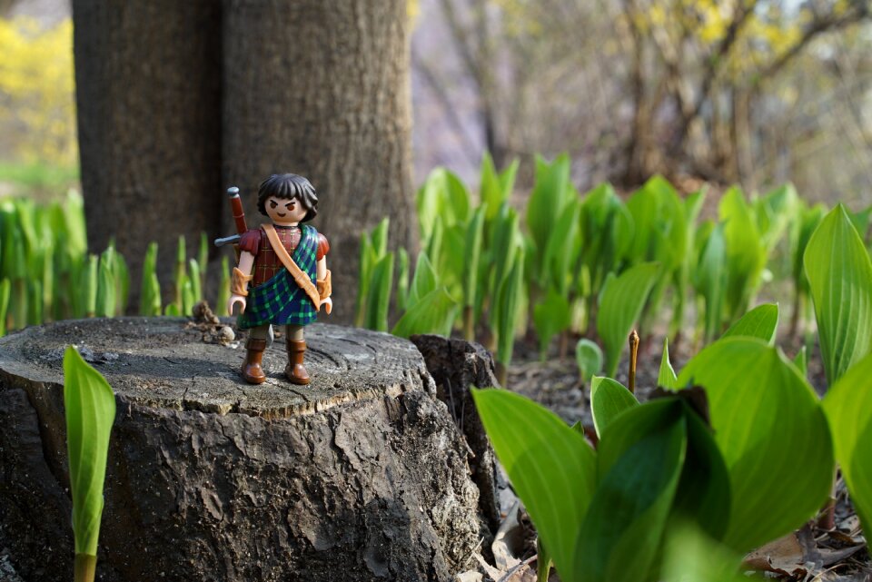 Adventure travel tree stump