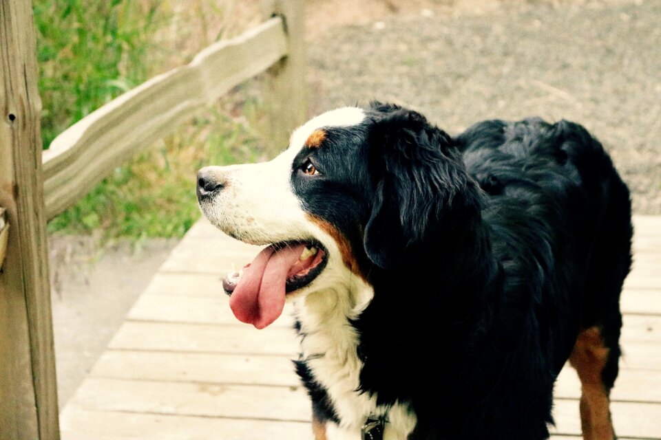 Close-up dog pet