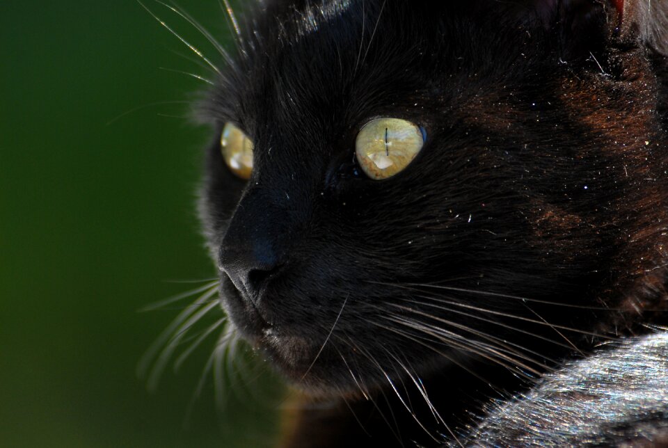 Whiskers cat face cat's eyes