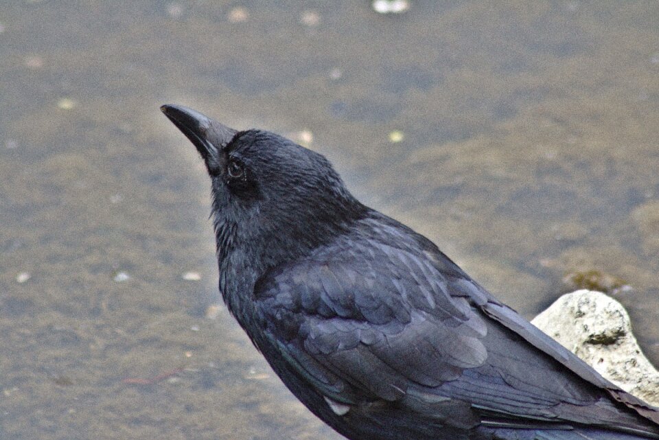 Water plumage animal