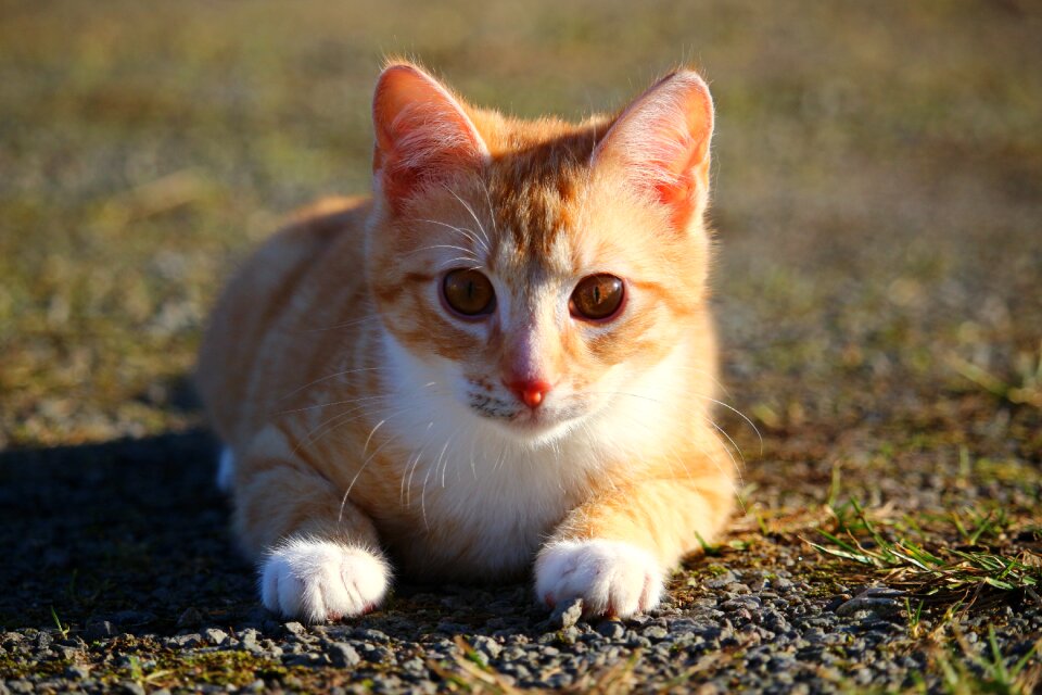 Red cat young cat cat baby