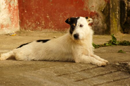 Portrait animal finlandia