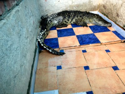 Confined Crocodile, Nagaa Suhayl Gharb, AG, EGY 