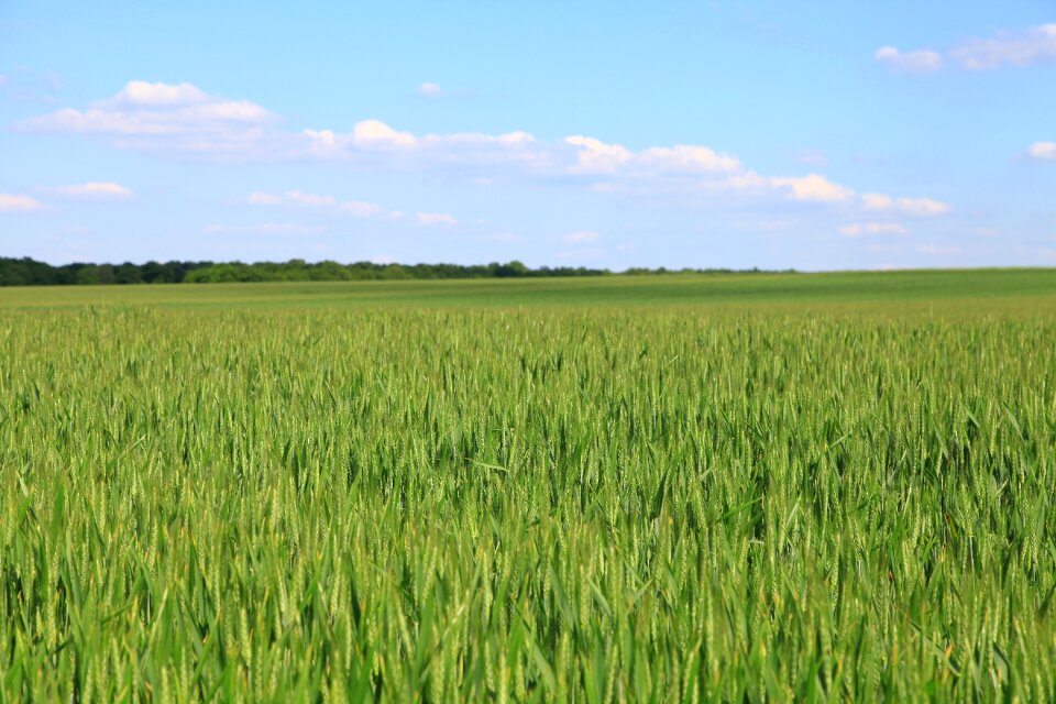 Fields wheat cornfield