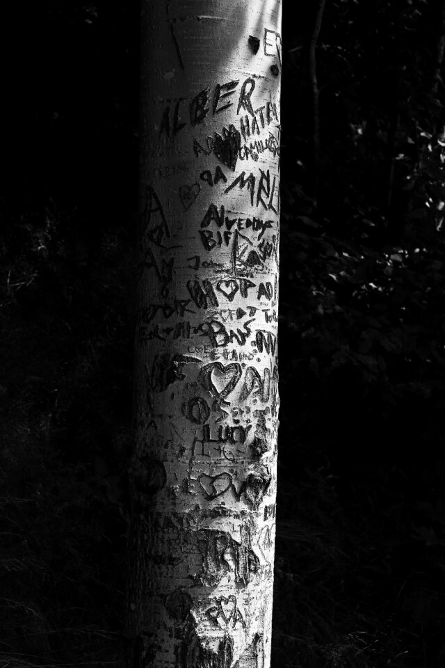 Bark tree tree heart