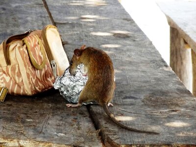 Mouse rodent nager