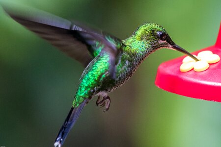 Flying exotic green