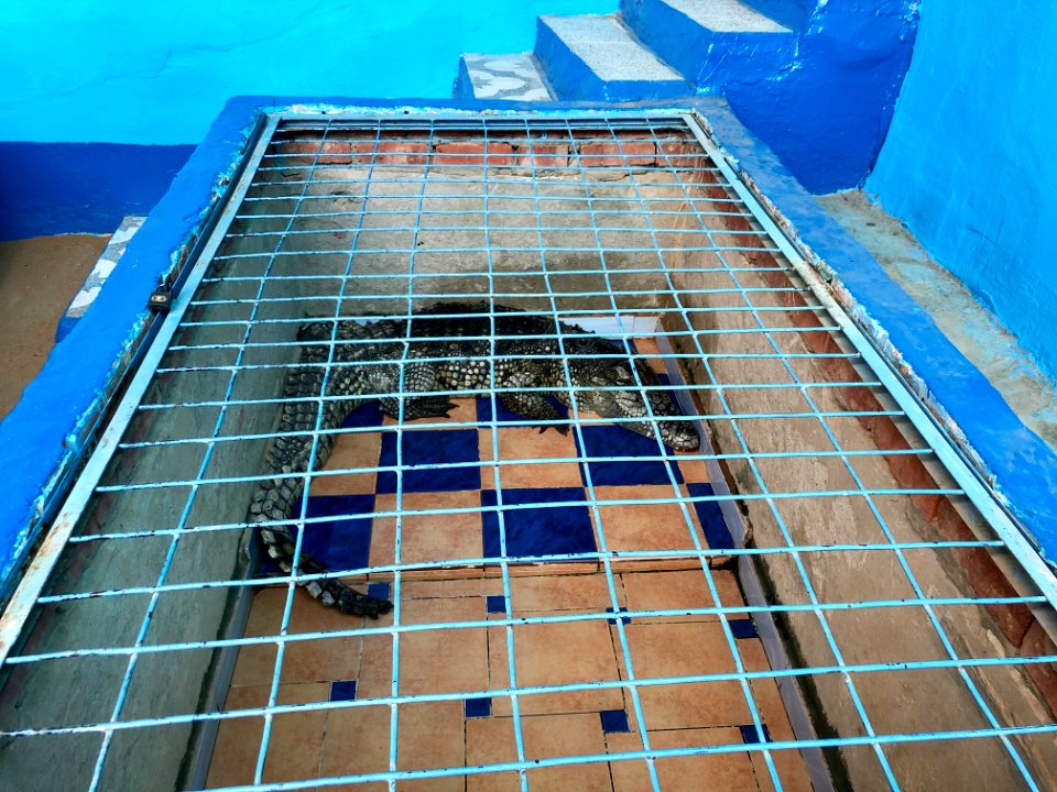 Confined Crocodile, Nagaa Suhayl Gharb, AG, EGY 