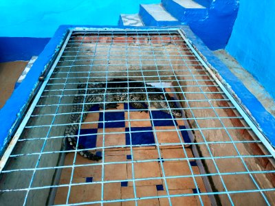Confined Crocodile, Nagaa Suhayl Gharb, AG, EGY 