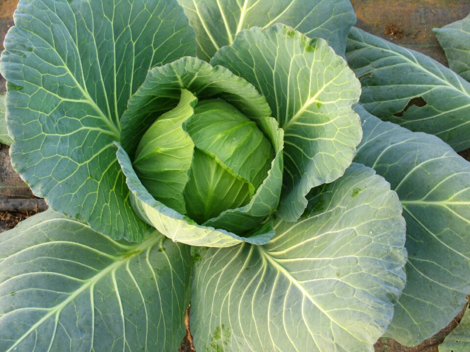Cabbage plant green