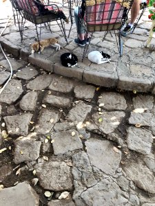 Stray Cats, Agilkia Island, Aswan, AG, EGY 