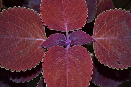 Foliage plant lamiaceae diterpene scutellarioides