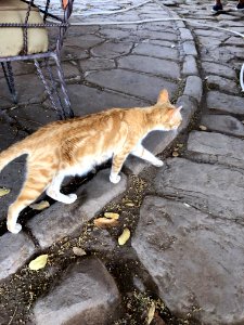 Stray Cats, Agilkia Island, Aswan, AG, EGY 