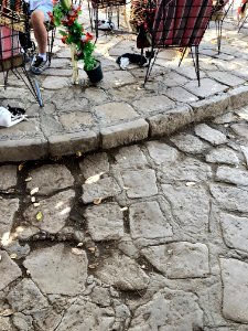 Stray Cats, Agilkia Island, Aswan, AG, EGY 