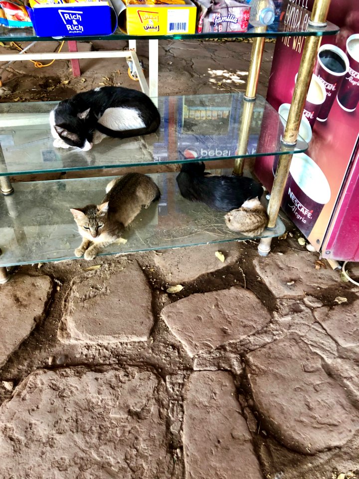 Stray Cats, Agilkia Island, Aswan, AG, EGY 