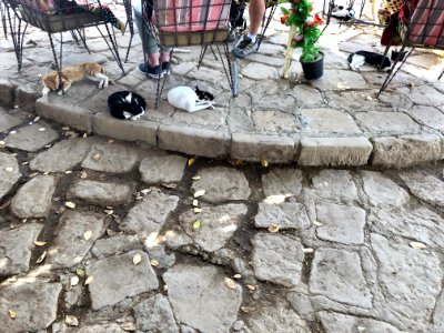 Stray Cats, Agilkia Island, Aswan, AG, EGY 