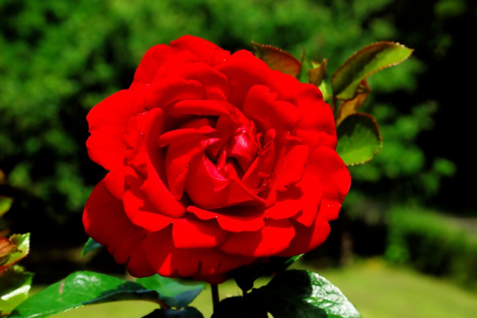 Bloom love flower