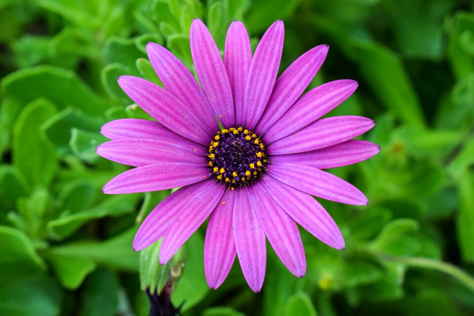 Springtime flower plant