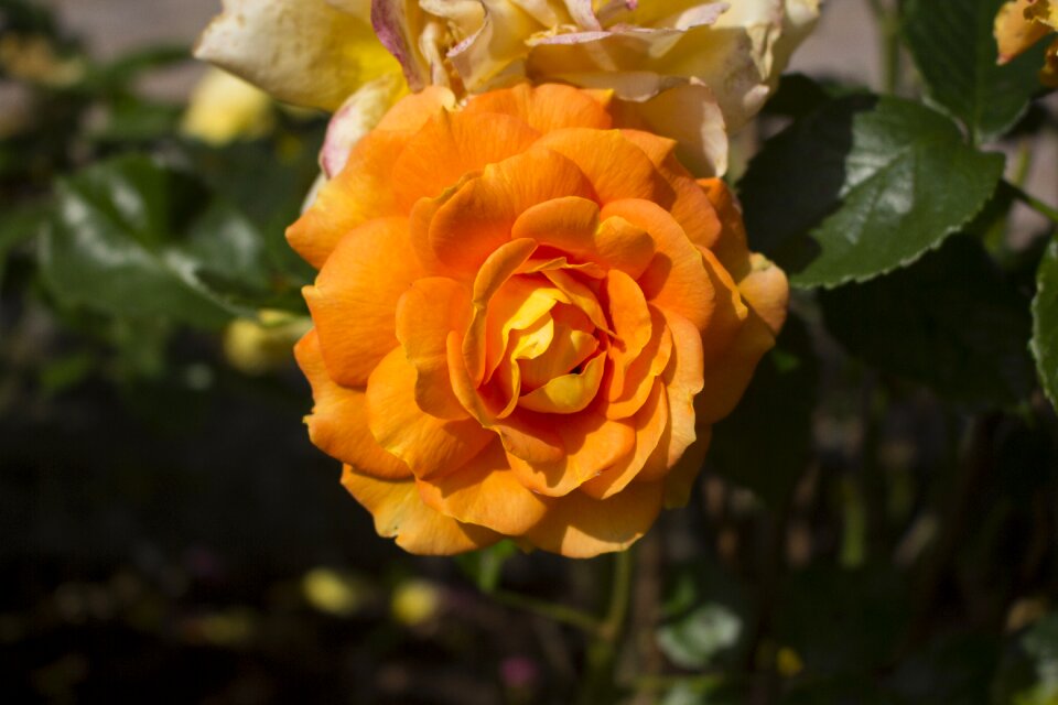 Rose blooms garden garden rose
