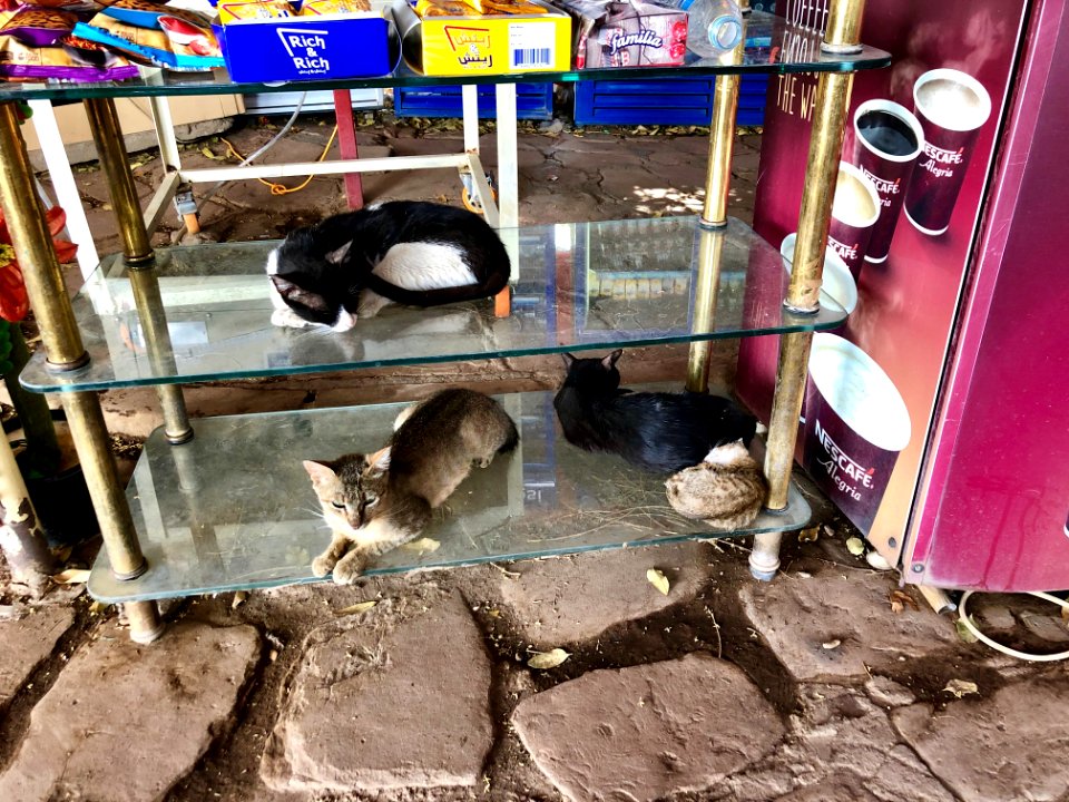 Stray Cats, Agilkia Island, Aswan, AG, EGY 