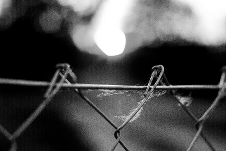 Web black white