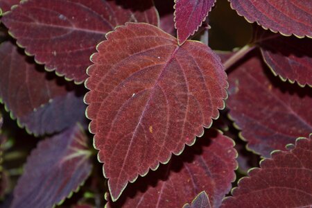 Foliage plant lamiaceae diterpene scutellarioides