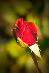 Blossom bloom red rose