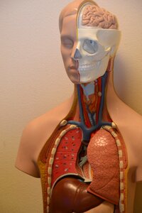 Anatomical body biology photo
