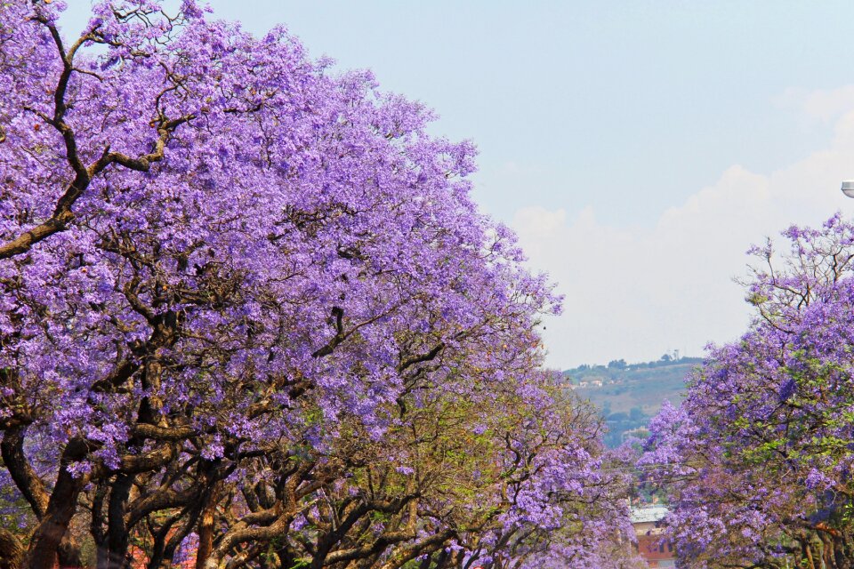 Beautiful jacaranda trees pretoria