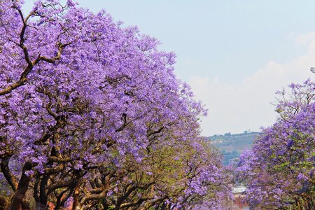 Beautiful jacaranda trees pretoria