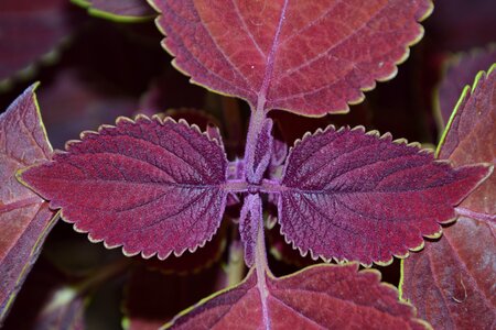Foliage plant lamiaceae diterpene scutellarioides
