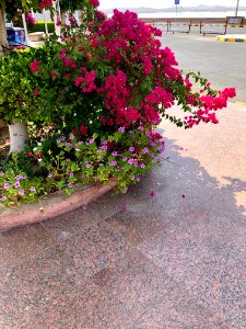 Flowering Plants, Aswan High Dam, Aswan, AG, EGY 