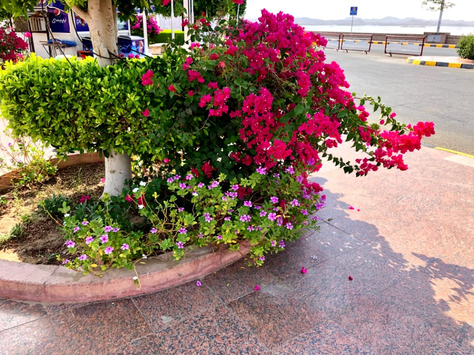 Flowering Plants, Aswan High Dam, Aswan, AG, EGY 