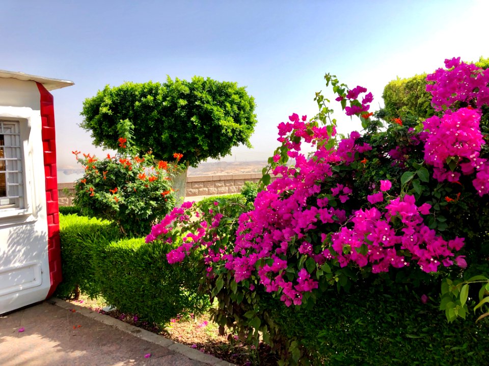 Flowering Plants, Aswan High Dam, Aswan, AG, EGY 