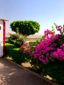 Flowering Plants, Aswan High Dam, Aswan, AG, EGY 