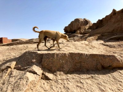 Stray Dogs Ancient Quarry, Aswan, AG, EGY 
