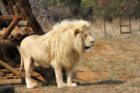 Big5 beautiful animals
