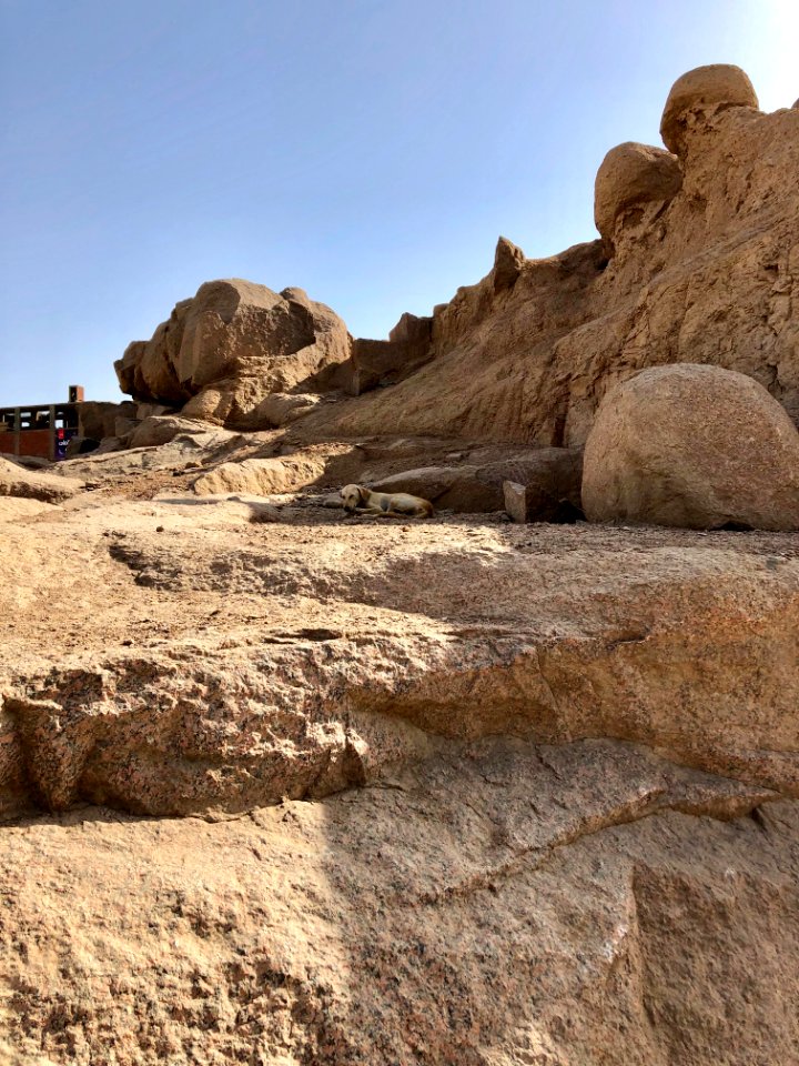 Stray Dog, Ancient Quarry, Aswan, AG, EGY 