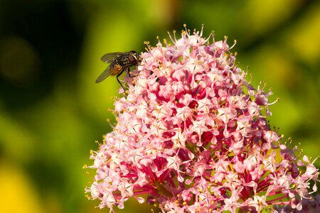 Flight insect nature compound eyes