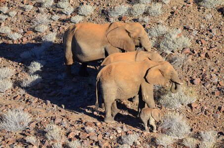 Wild elephants animals elephant family photo