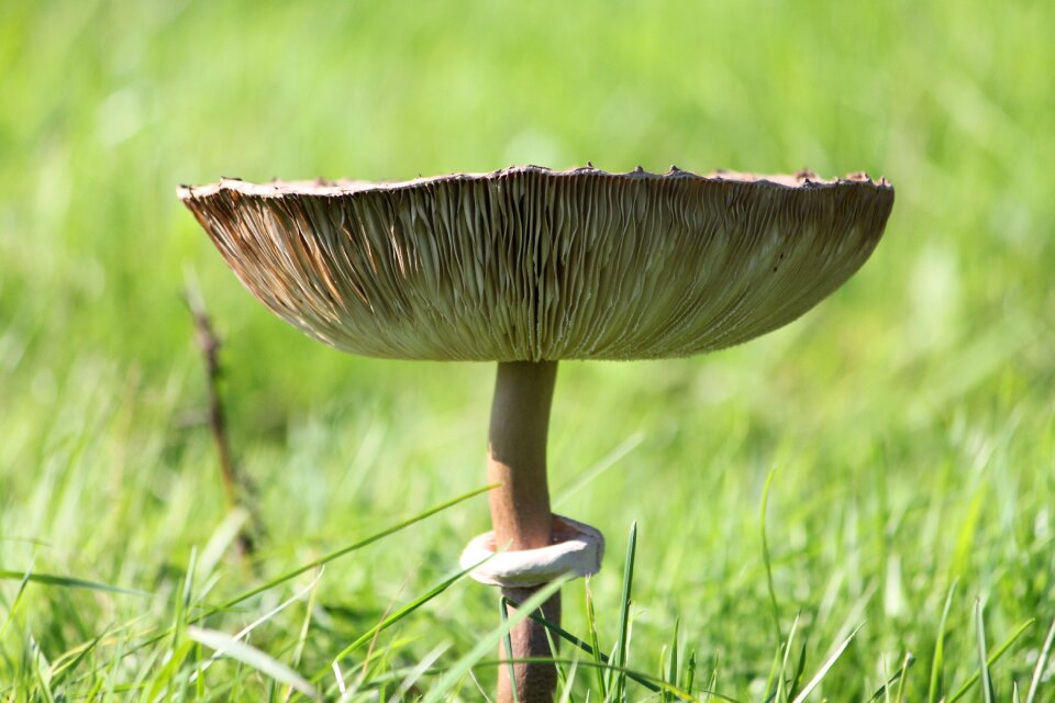 Mushroom nature fungi