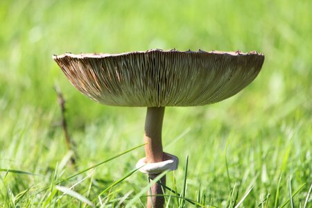 Mushroom nature fungi